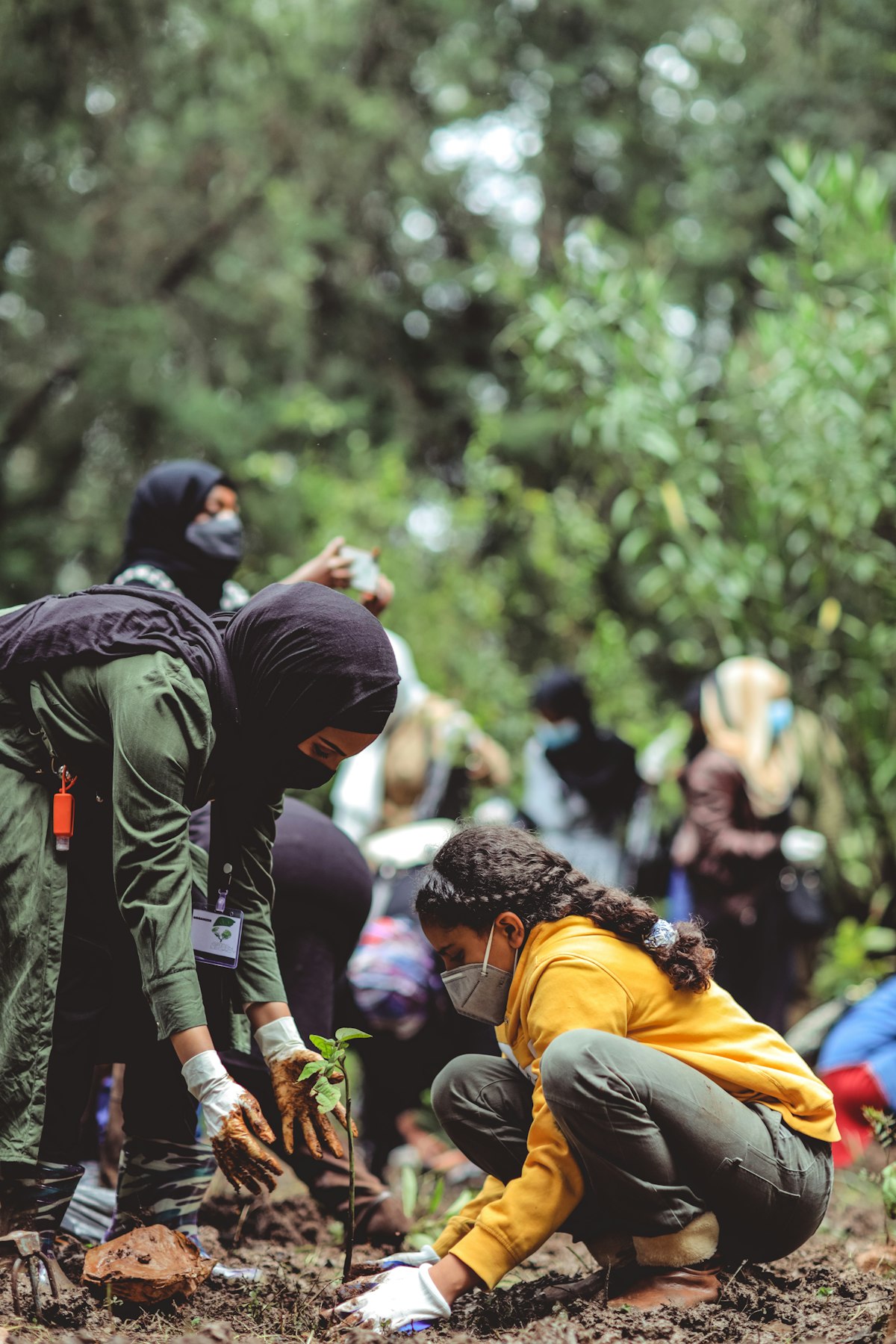 Voluntarios plantando un árbol durante una jornada de reforestación